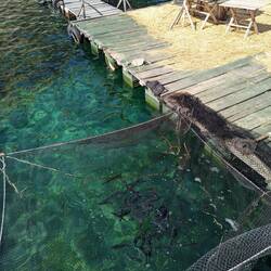 Trout pens in the lake, lunch can't get fresher!