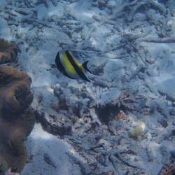 Moorish Idol fish