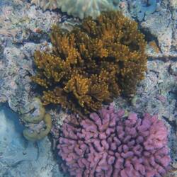 Coral