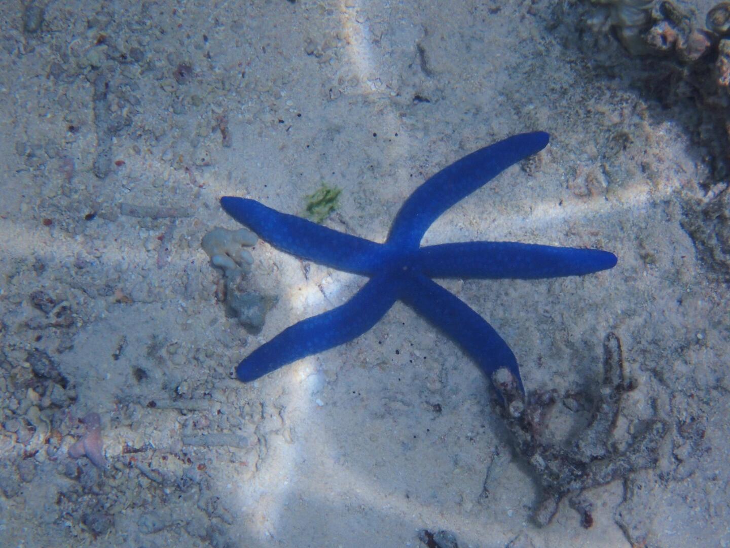 Blue starfish