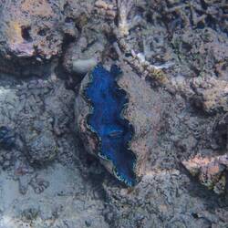 Giant clam