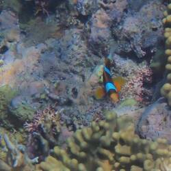 We found Nemo!!!