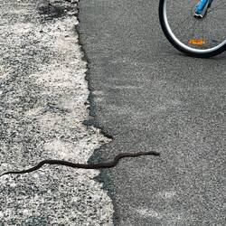 Fast die Schlange überfahren 🙈