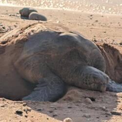 First Turtle Sighting