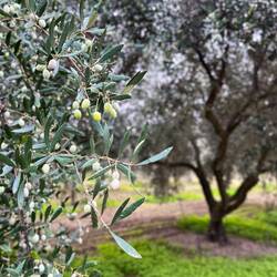..Stellenwert in der Produktion von Olivenöl ein.