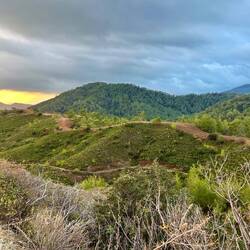 Auch die Kiefernwälder sind wohl nun passé, stattdessen nimmt die..