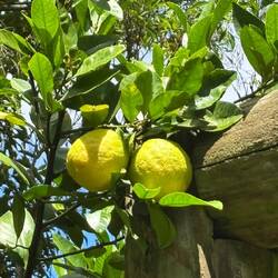 Lemotree very pretty and the lemonflower is sweet