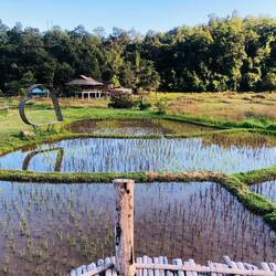 wissenswert- hier wird reis angebaut 🤓