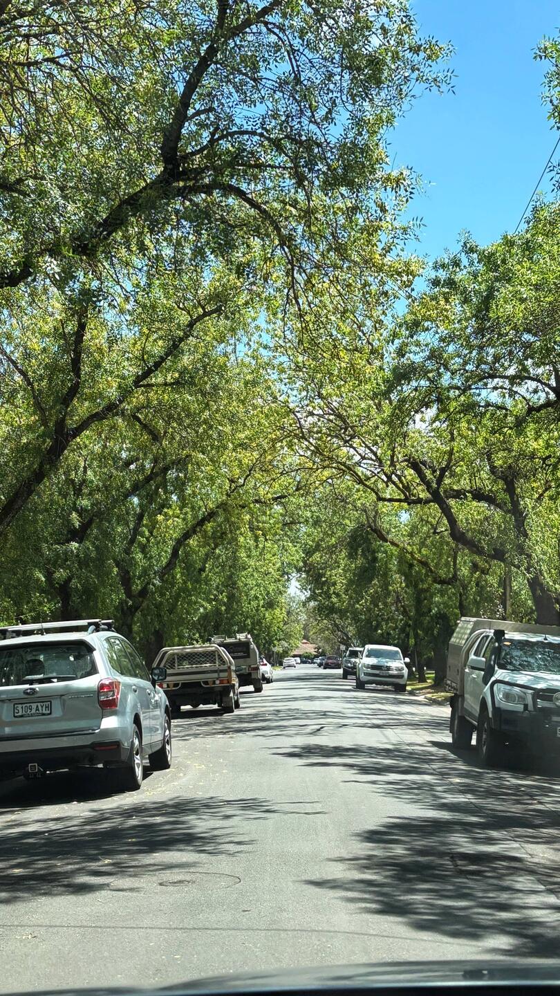 Norwood - Eukalyptus Allee