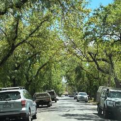 Norwood - Eukalyptus Allee
