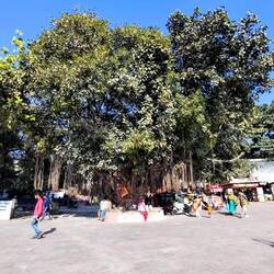 One big ancient tree! 🌳