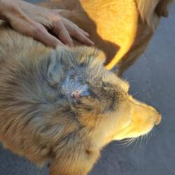 Apparently this sweety was run over by a tractor 6mo ago