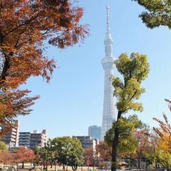 Autumn has reached its peak in Tokyo.