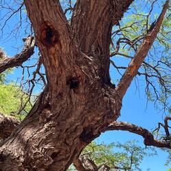 Wer genau schaut: ein Nest wilder Bienen