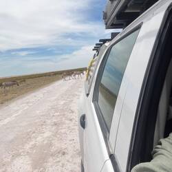 Mit Tieren vor oder hinter uns...