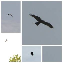 Milane gibt es in Gambia sehr viele