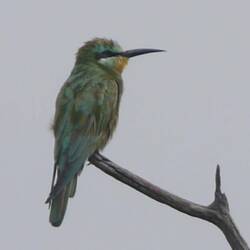 Ein Bee Eater