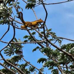 Kinkajou