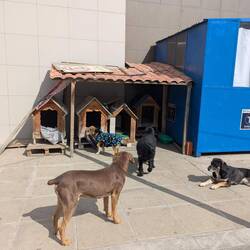 Stray dogs are well taken care of