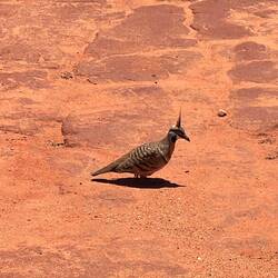 Eine "Crested" Pigeon (also mit Kamm)