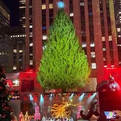 Und heute der echte Baum vor dem Rockefeller Center. Ab morgen leuchten dann die 50.000 Lichter.