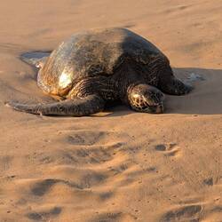 Never disturb resting turtles