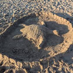 Sand Turtle