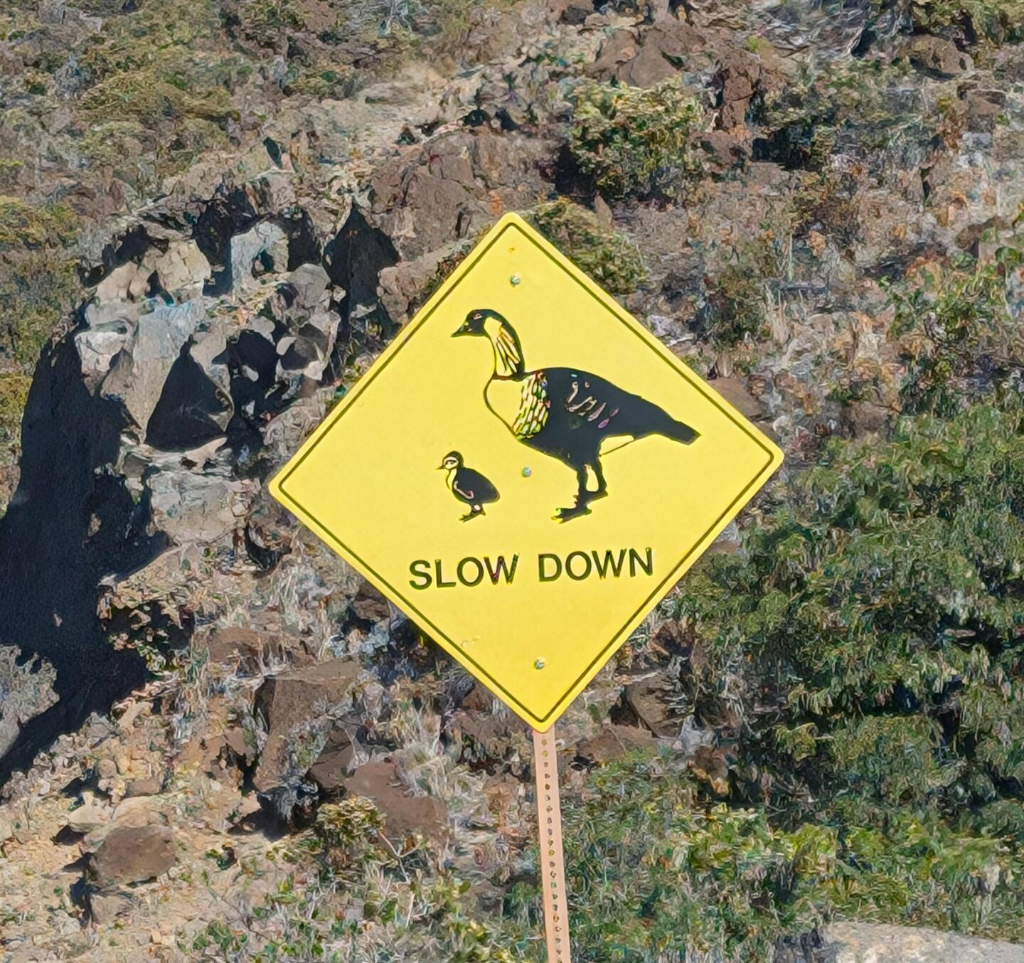 Nené birds are the state birds of HI