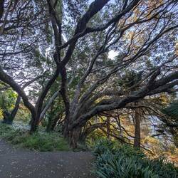 It's like an oasis in downtown Auckland