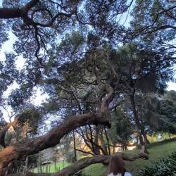 As I said that tree is massive and it's one of many