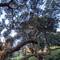 As I said that tree is massive and it's one of many