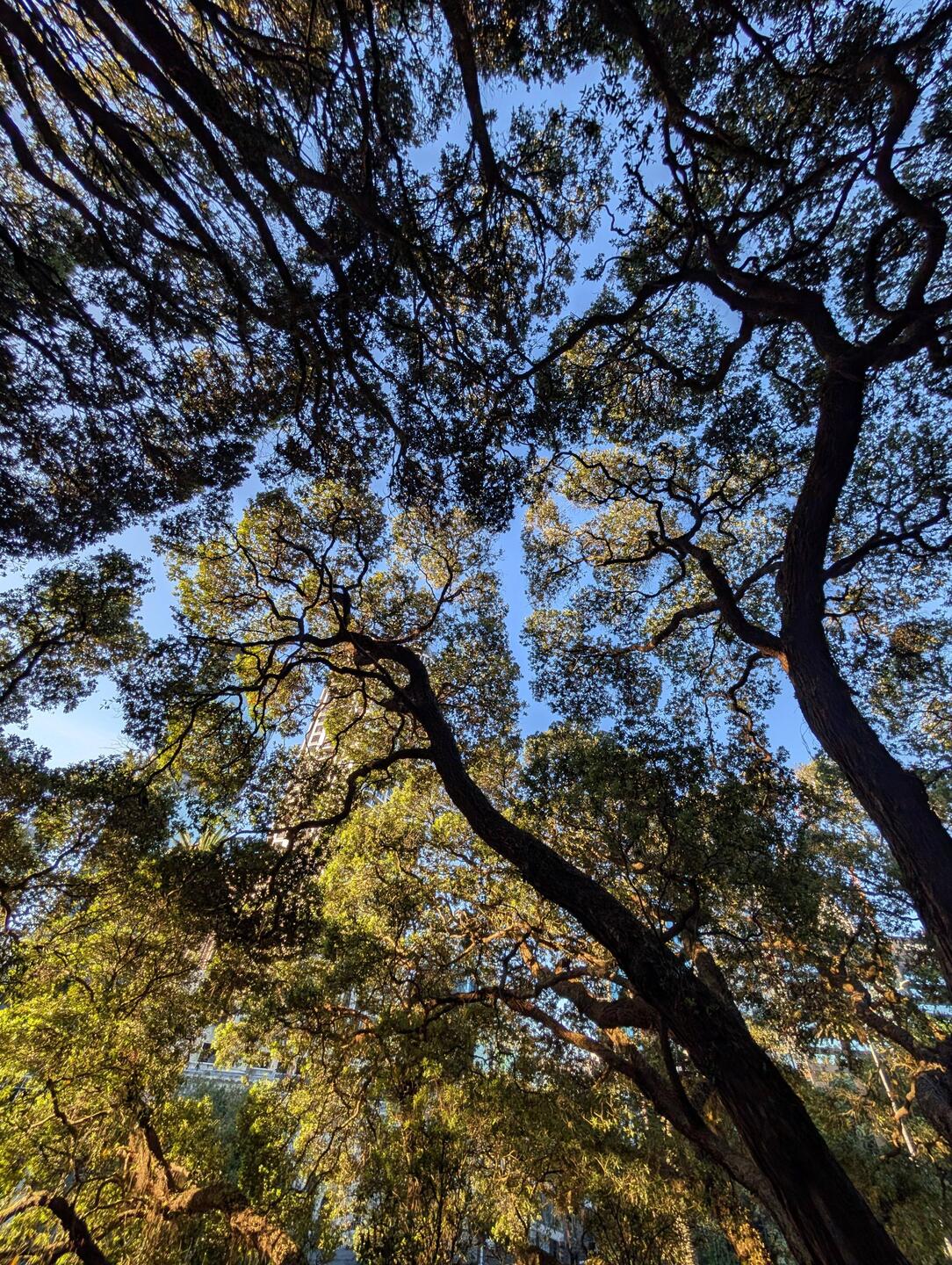 Look forward. Look backward. Sometimes the best picture is looking up