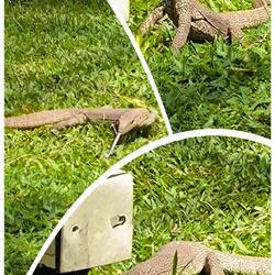 Varan trifft Streifenhörnchen.