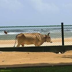 Kommt eine Kuh vorbei ... .
