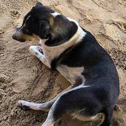 Der erste, der die Schnauze hält und mir nichts verkaufen will.