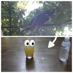 Beim Frühstück. VORBEI !!! Das Mistvieh hatte es auf meinen geliebten Ananassaft abgesehen.