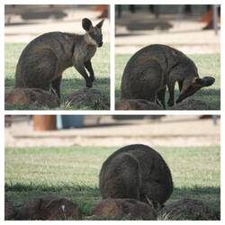 Wally kann auch rund.