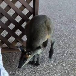 Minimi macht den Abgang.