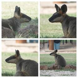 Wally ist ein ganz kuscheliges Wallaby.