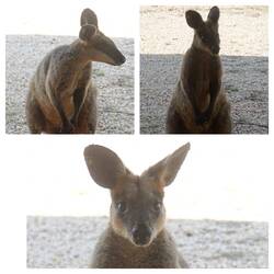 Keinen Meter entfernt! Erwartungshaltung Leckerlis. Ich war zu feige, ihm was zu geben.
