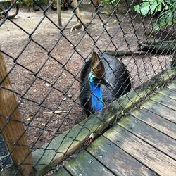 Cassowary or dinosaur?