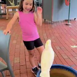 Jojo the cockatoo says hello.