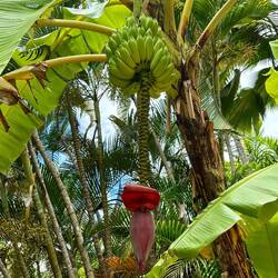 Bananenbaum