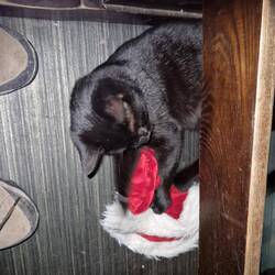 She enjoyed playing with the bell on Will's santa hat