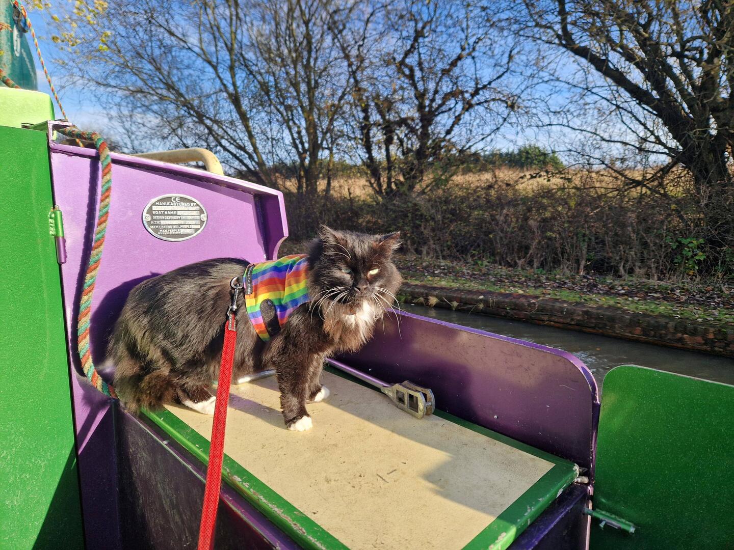 Whiskers enjoying the sunshine as we cruise
