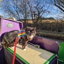 Whiskers enjoying the sunshine as we cruise