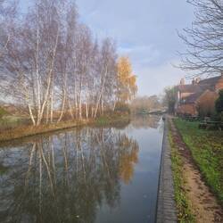 Beautiful birches on a misty morning
