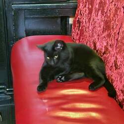 Pretty the 7 month old pub cat