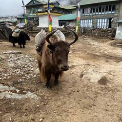 Die Yaks werden ab Namche Bazar für den Gütertransport eingesetzt.