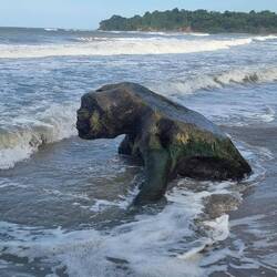 Welches Tier seht ihr hier?